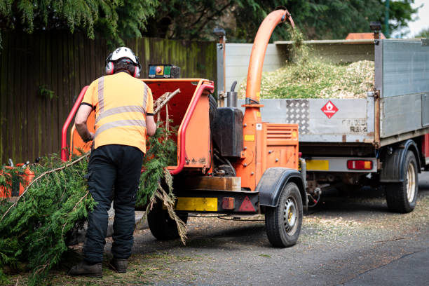 Best Tree Trimming and Pruning  in Deer Park, IL