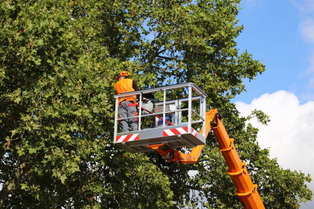 Best Tree Health Inspection  in Deer Park, IL