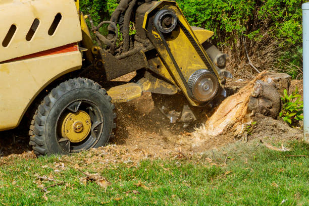 Best Palm Tree Trimming  in Deer Park, IL